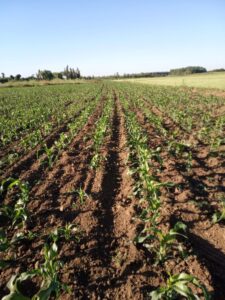 Región del Maule, sector Yerbas Buenas, excelente ubicación 34 Há. Planas, aptas para  loteo, plantación y/o cultivos tradicionales.